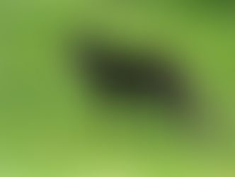 Black fox standing on green grass, looking towards the camera. The setting is a lush, grassy area, conveying a sense of curiosity.