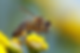Close-up of a bee collecting nectar from vibrant yellow flowers. Blurred green and yellow background.