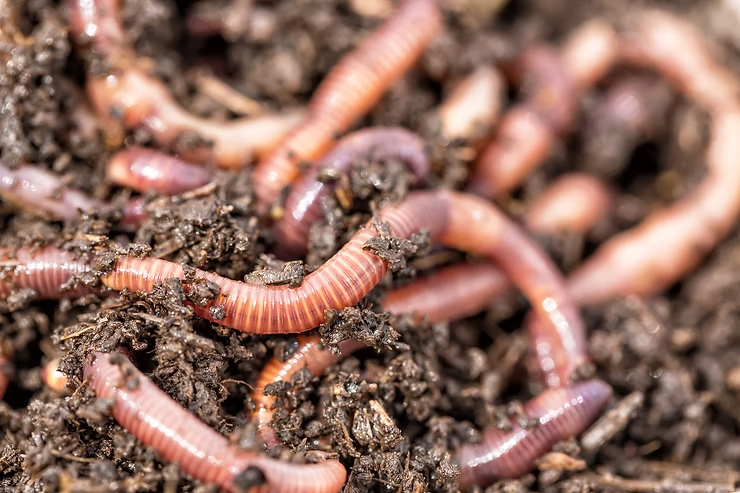 Earthworms move in dark, moist soil. Their reddish-brown bodies create a tangled pattern. The setting is outdoors.