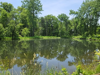Tranquil pond reflecting lush green trees under a clear blue sky, surrounded by grass and reeds.