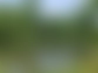Tranquil pond reflecting lush green trees under a clear blue sky, surrounded by grass and reeds.