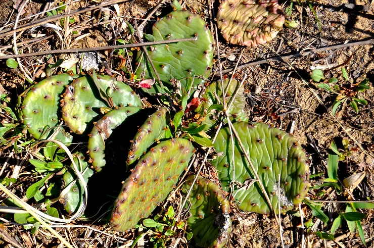 Why do cacti have spines? For several reasons