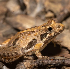 A cricket frog resting amongst brown leaves and sticks. 