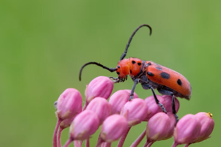 red milkweed beetle on pink buds against a blurred green background. The beetle's antennae are raised, adding dynamic movement.