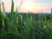 Close-up of dewy grass with a vibrant sunrise in the background, casting warm light over the greenery, creating a serene morning mood.