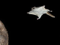 Flying squirrel glides through night sky with limbs extended, fur contrasting against black background. Tree trunk visible on left.