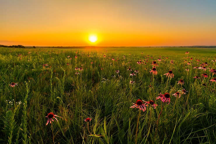 Sunset over a field of pink coneflowers and green grass, creating a warm, serene atmosphere. Sky transitions from orange to blue.