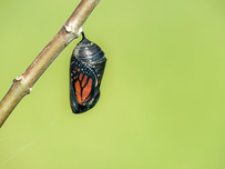 A Monarch butterfly in its chrysalis with its orange and black wing patterns exposed hanging from a twig against a soft green background.