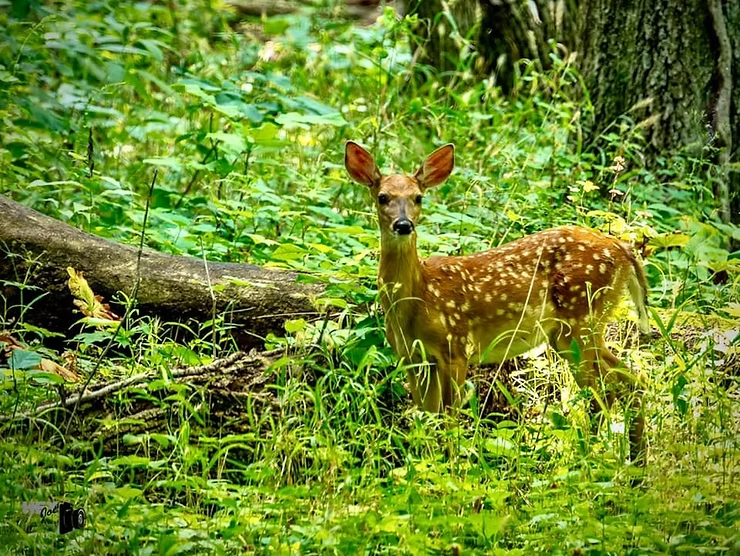 A fawn with white spots stands alert in a lush, green forest. Sunlight filters through leaves, casting dappled shadows on the ground.