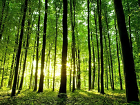 Sunlight filters through a lush green forest with tall, straight trees, casting serene shadows on the leafy ground.