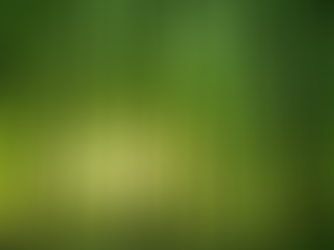 Sunlight filters through a lush green forest with tall, straight trees, casting serene shadows on the leafy ground.