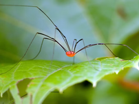 A daddy long legs spider with a red body and long legs stands on a green leaf. The background is a blurred green.