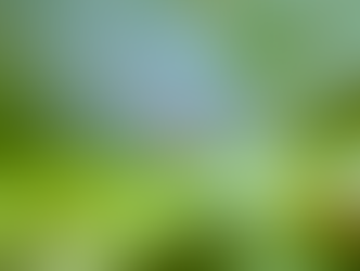 A daddy long legs spider with a red body and long legs stands on a green leaf. The background is a blurred green.