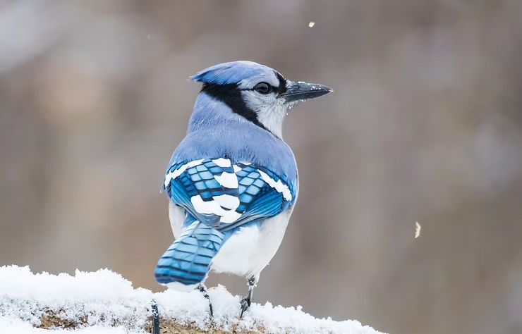 A blue jay perched on snowy branch, showing vibrant blue and white feathers. Blurred brown background gives a serene, wintery feel.