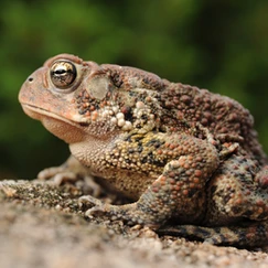 American toad resting on soil against a blurry background of green, lush trees.