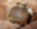 A spring peeper frog with an inflated vocal sac sits on dry brown leaves, set against a blurred earthy background.