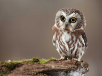 A small saw-whet owl with bright eyes perches on a mossy log. The background is a soft brown blur.