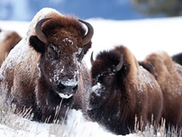 Bison covered in snow stand in a snowy field. The lead bison looks forward, flakes on its fur. Others follow close behind. Winter scene.
