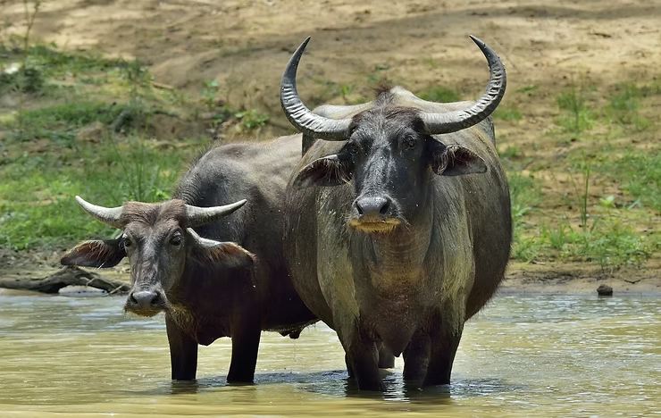Two water buffalo stand in a muddy pond, surrounded by grassy terrain. The larger one gazes calmly forward; the smaller peeks from behind.