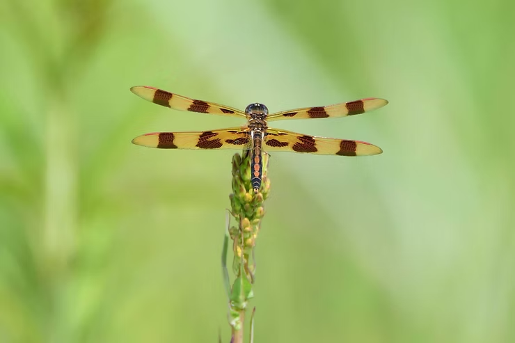 Striped dragonfly perched on a green plant against a blurred green background, wings spread wide displaying brown and yellow patterns.