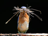 An eastern bluebird holding twigs in beak, against a dark background. The bird stands on a surface, likely building a nest.