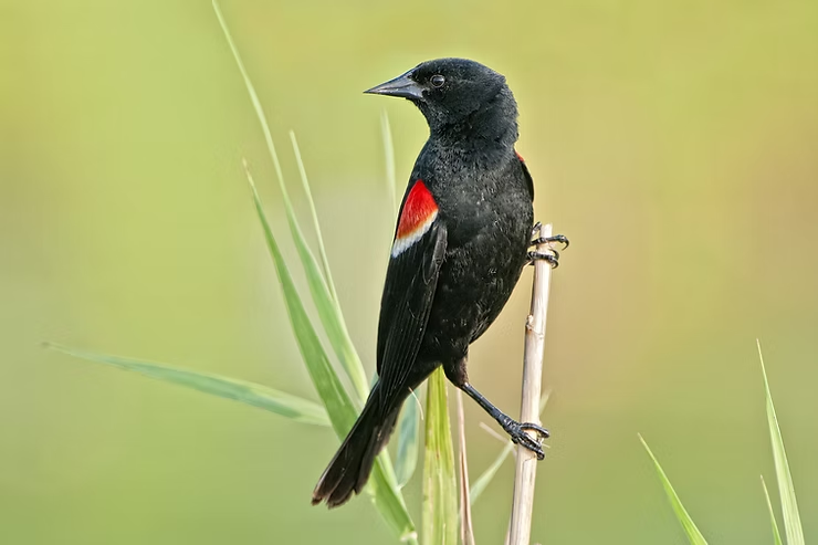 A red-winged blackbird with red and yellow shoulder patches perched on a reed, set against a soft green background. Bird appears calm.