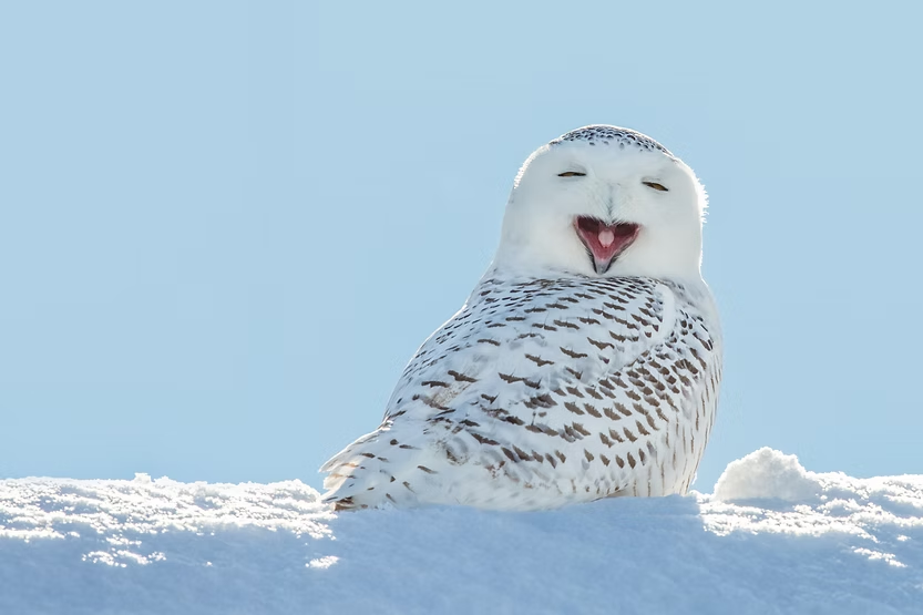 Snowy owl on a snowbank, mouth open in a joyful expression. Bright blue sky backdrop, feathers white with dark markings.