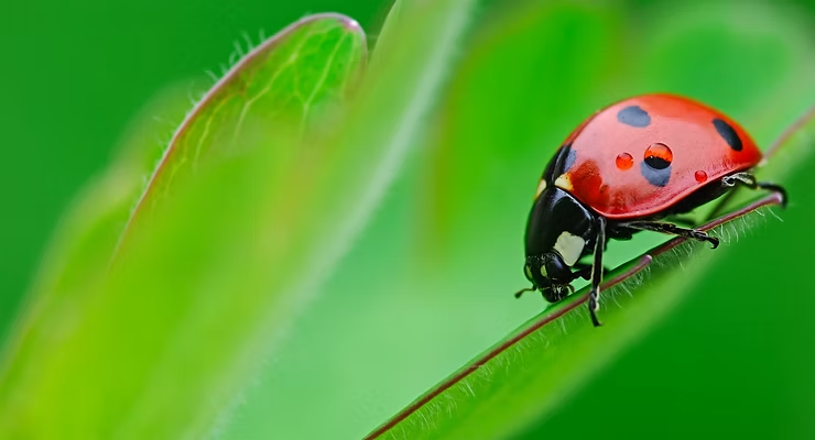 Ladybug on a vibrant green leaf, raindrops on its red shell with black spots. The setting is a blurred green background.
