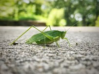 Green katydid on textured pavement with a blurred, leafy background. The vivid green insect shows detailed wings and long antennae.