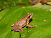 A close-up shot of a spring peeper frog resting on a vibrant green leaf in a natural setting. The frog's skin texture and leaf veins are clearly visible.