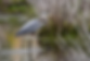 A heron catches a fish in its beak while wading through a shallow pond. Tall grasses and muted colors create a calm, natural setting.