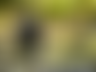 Black bear stands by a stream in a lush forest, surrounded by green foliage and rocks. Scene is peaceful and natural.