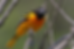 Bright orange and black baltimore oriole bird perched on a twig, against a blurred green background. It looks alert in a natural setting.
