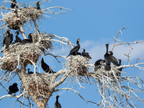 Cormorants perched on white tree branches with nests against a bright blue sky. The scene is lively and natural, with birds interacting.