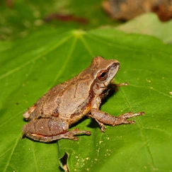 A spring peeper perched on a vibrant green leaf against a blurry background of brown and green foliage 