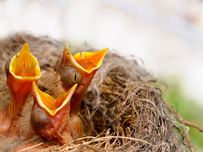 Three baby birds with open beaks are in a brown nest, awaiting food. The background is white and blurred.