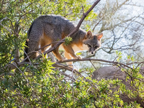 Gray fox climbing a leafy tree branch in a sunny setting, surrounded by green foliage. The fox appears alert and focused.