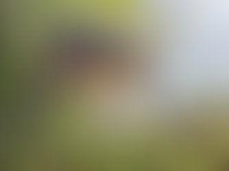 Gray fox climbing a leafy tree branch in a sunny setting, surrounded by green foliage. The fox appears alert and focused.