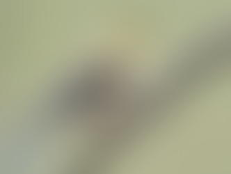 American goldfinch in its dull, winter plumage perched on a thin branch against a soft green background.