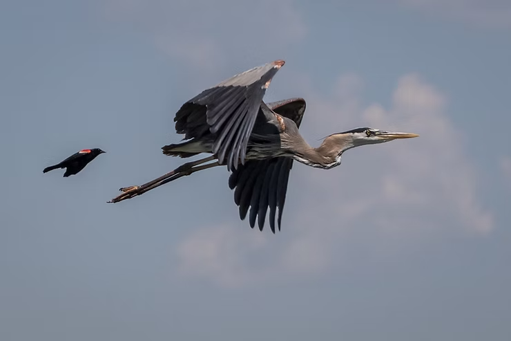 A great blue heron being chased by a red-winged blackbird, flying against a blue sky.