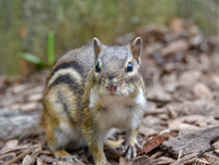 A chipmunk stands on brown mulch, facing forward. The background is a blurred wooden area. The chipmunk looks curious and alert.