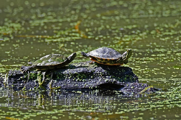 Two turtles bask on a mossy rock in a pond, surrounded by floating green algae. Sunlight highlights their shells, creating a peaceful scene.