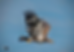 A majestic eagle with dark, speckled feathers soars in a clear blue sky, wings spread wide.