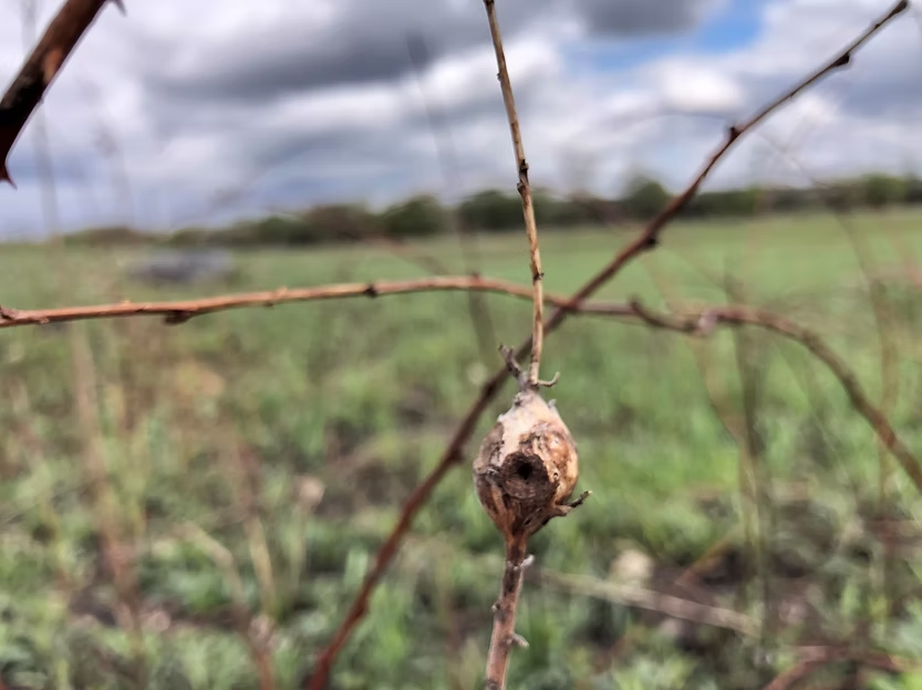 Close-up of a brown gall on a dry twig, set against a blurred green field. Overcast sky with clouds in the background.