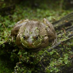 A frog with green algae sits on a log in a lush pond.