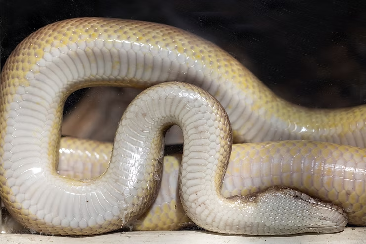 Coiled pale yellow and white snake resting against a glass surface, displaying intricate scales. Dimly lit background.