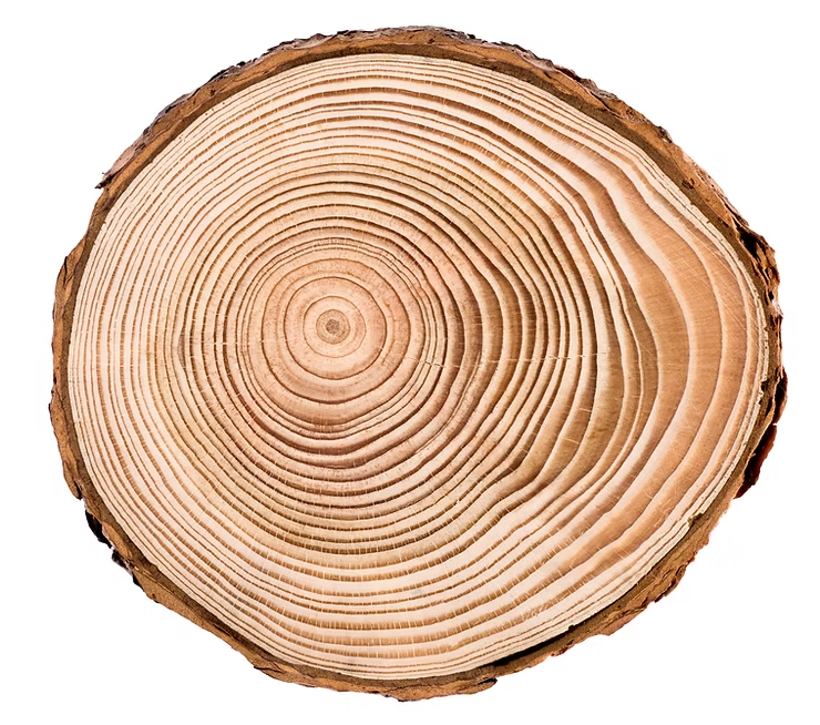 Cross-section of a tree trunk showing concentric rings. Light tan with darker lines, illustrating age and growth.