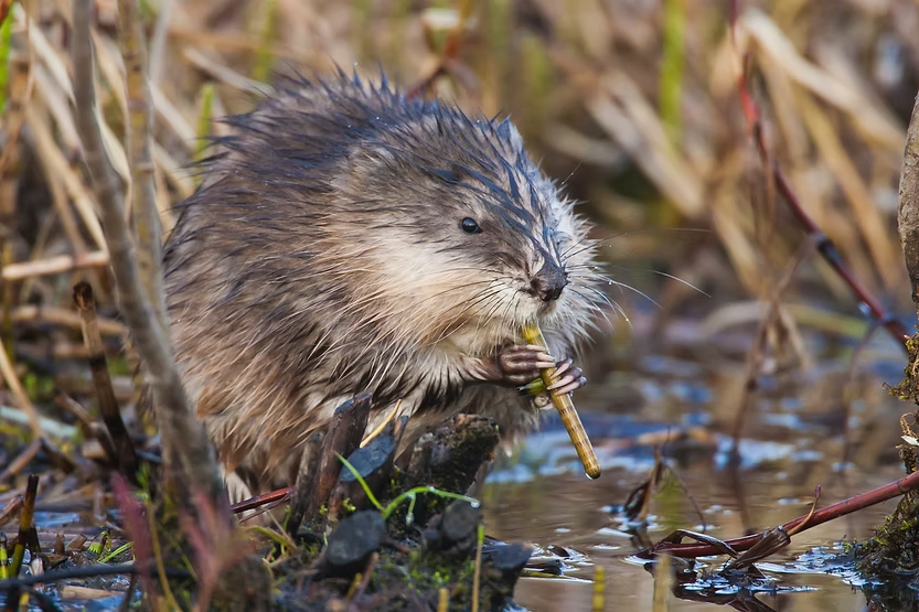 A wet muskrat chews on a plant by a marshy water's edge, surrounded by brown reeds and greenery, creating a serene natural scene.