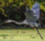Grey heron in mid-flight over a green, swampy area. Wings spread wide, beak open, against a blurred background of foliage.