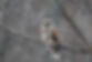 Owl perched on a leafless tree branch against a blurred grey background. The owl has striking white and brown feathers, exuding a calm presence.